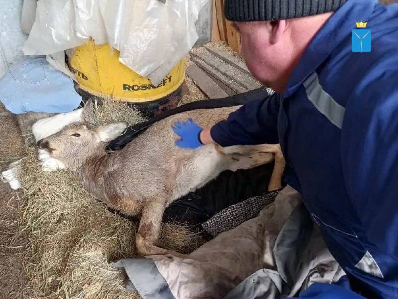 Саратовские ветеринары спасли загнанную собаками косулю